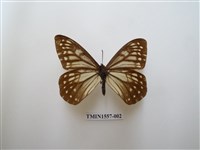 藏品(絹蛺蝶)的圖片